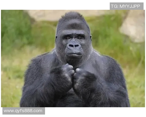 塔勒瑞斯与竞技的巅峰对决谁能笑到最后揭开胜负之谜 塔勒瑞斯与竞技的巅峰对决谁能笑到最后揭开胜负之谜